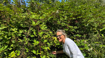 BLACKBERRIES - AUGUST 2024